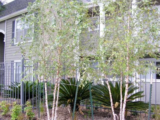 The Arden Terrace - Image 2