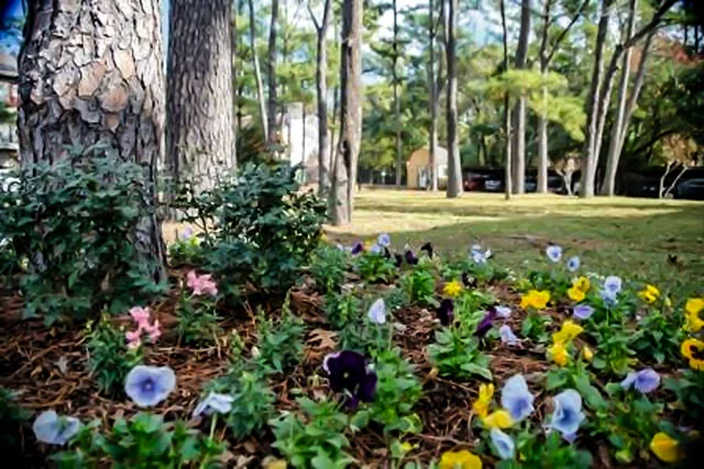 Treemont Senior Living